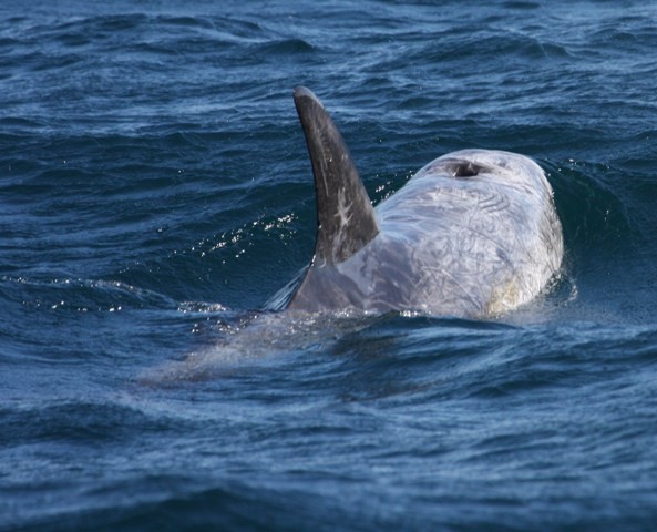 Risso's Dolphin